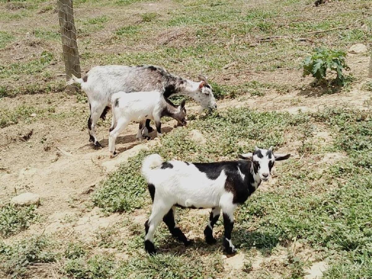 Hotel Fazenda Ararita Porto Feliz Ngoại thất bức ảnh
